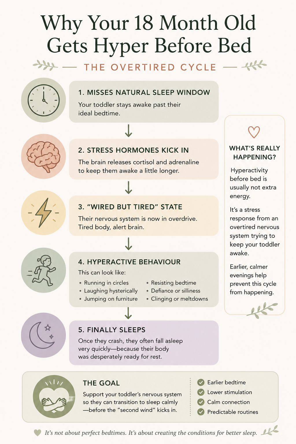 Diagram showing why an 18 month old becomes hyper before bed after missing their natural sleep window, leading to a wired but tired state caused by cortisol and adrenaline.